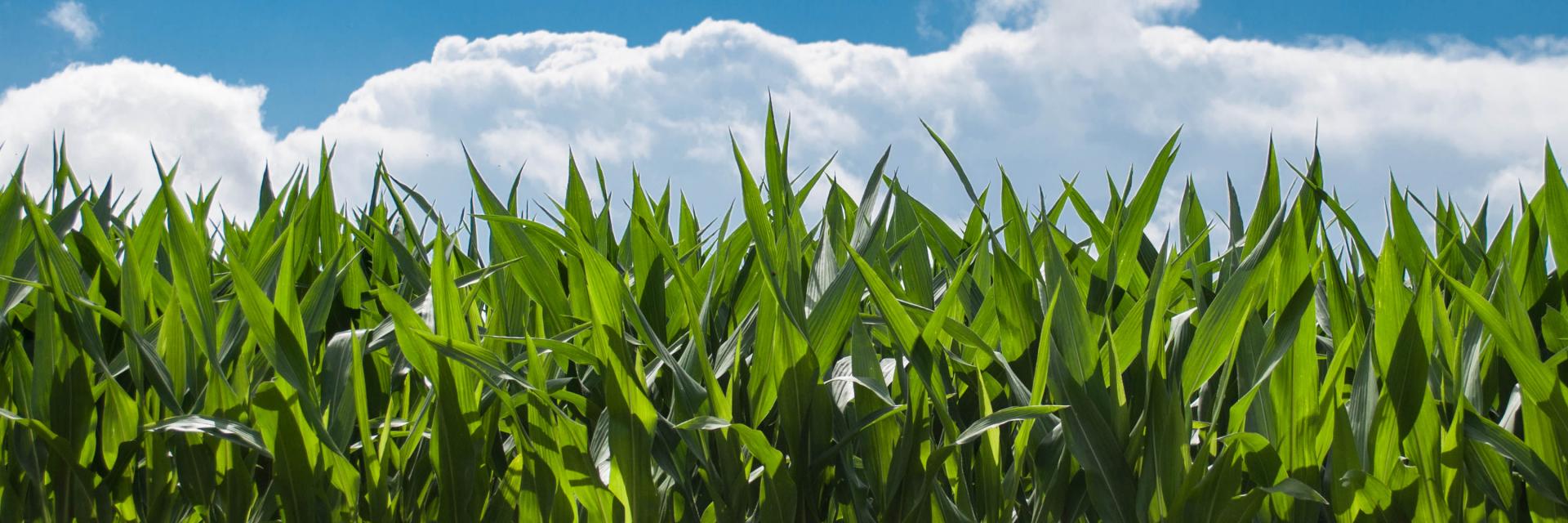 cornfield against sky