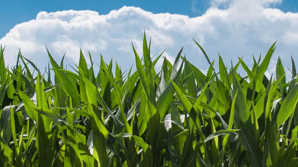 Field of green corn in front of blue sky.